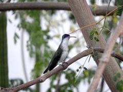Leucolia violiceps