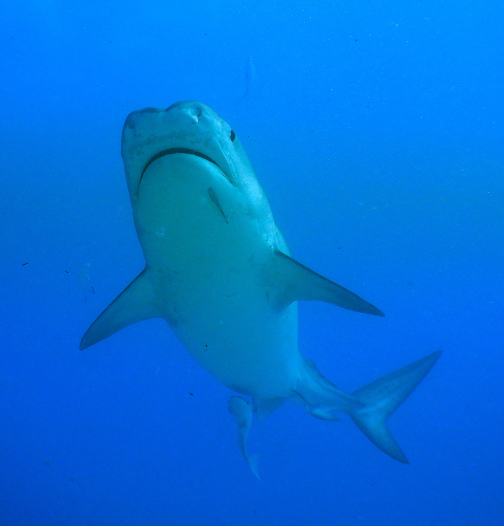 tiger-shark-in-march-2022-by-bja2800dk-named-jitterbug-inaturalist