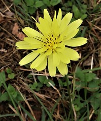 Pyrrhopappus pauciflorus