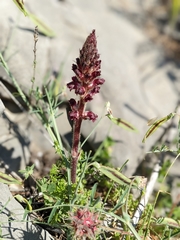Orobanche sanguinea