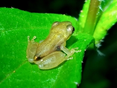 Scinax tymbamirim