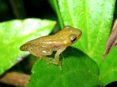 Scinax tymbamirim