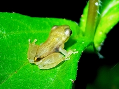 Scinax tymbamirim