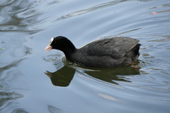 Fulica atra
