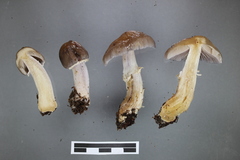 Cortinarius achrous