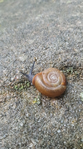 Flat-spired Threetooth