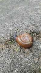 Triodopsis platysayoides