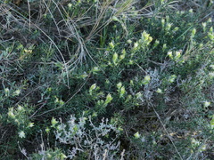 Genista hispanica hispanica