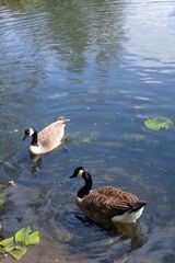 Branta canadensis
