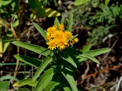 Pentanema germanicum