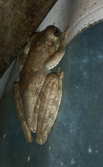 Itapotihyla langsdorffii