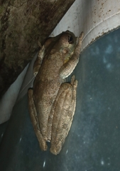 Itapotihyla langsdorffii