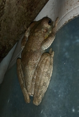 Itapotihyla langsdorffii