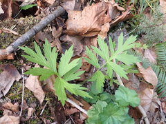 Hydrophyllum fendleri