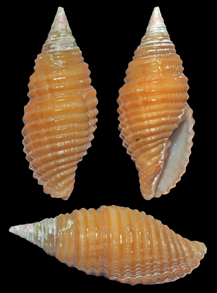 Pseudonebularia doliolum