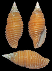 Pseudonebularia doliolum