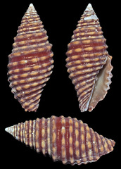 Pseudonebularia fraga