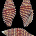 Pseudonebularia fraga - Photo (c) uwkwaj, algunos derechos reservados (CC BY-NC), subido por uwkwaj