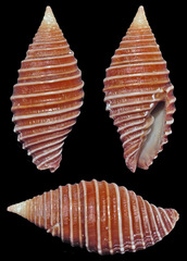 Pseudonebularia kantori