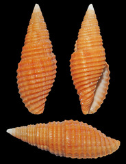 Pseudonebularia rubiginea
