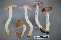 Cortinarius achrous