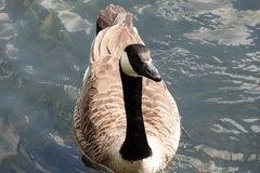 Branta canadensis