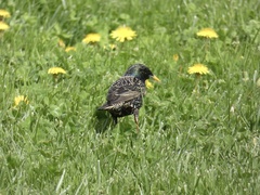 Sturnus vulgaris