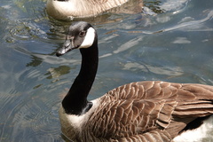Branta canadensis