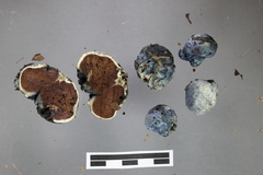 Rossbeevera pachydermis