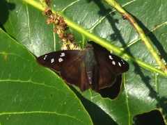 Polygonus savigny savigny