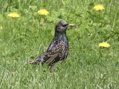 Sturnus vulgaris