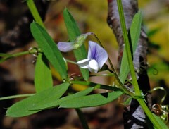 Vicia magellanica