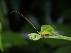 Typophyllum mortuifolium