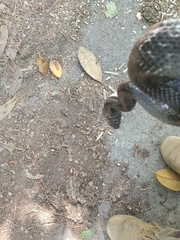 Pantherophis alleghaniensis