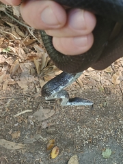 Pantherophis alleghaniensis