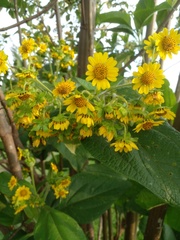 Smallanthus pyramidalis