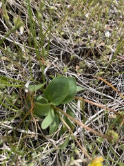 Ranunculus glaberrimus