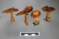 Cortinarius subcastanellus
