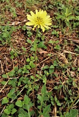 Pyrrhopappus pauciflorus