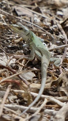 Podarcis siculus siculus