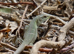 Podarcis siculus siculus