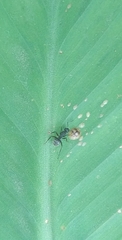 Camponotus