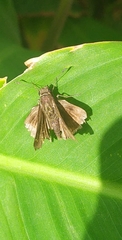 Quinta cannae