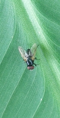 Diptera