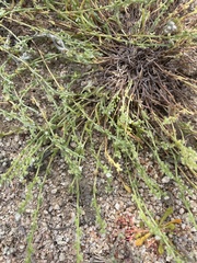 Pectocarya penicillata