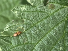 Anaspis maculata
