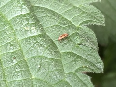 Anaspis maculata