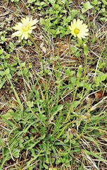 Pyrrhopappus pauciflorus