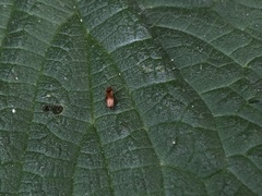 Anaspis maculata