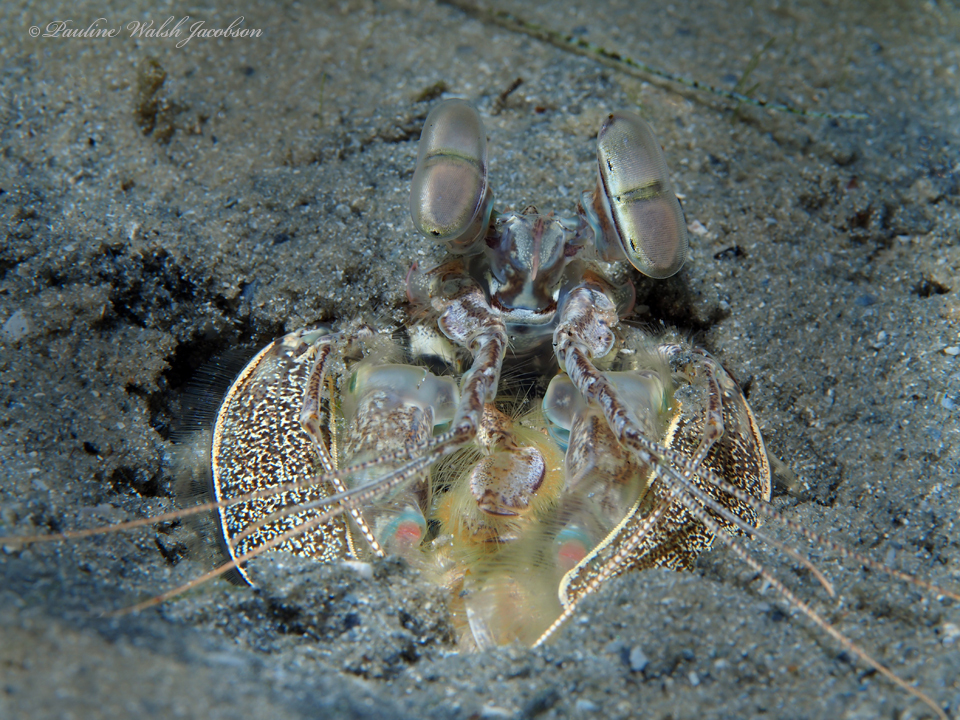 queen mantis shrimp
